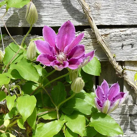 Au Bouzigues Monlaur-Bernet