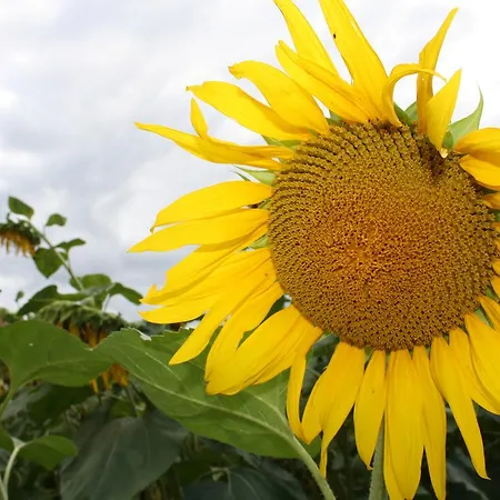 Au Bouzigues Сasa de vacaciones *